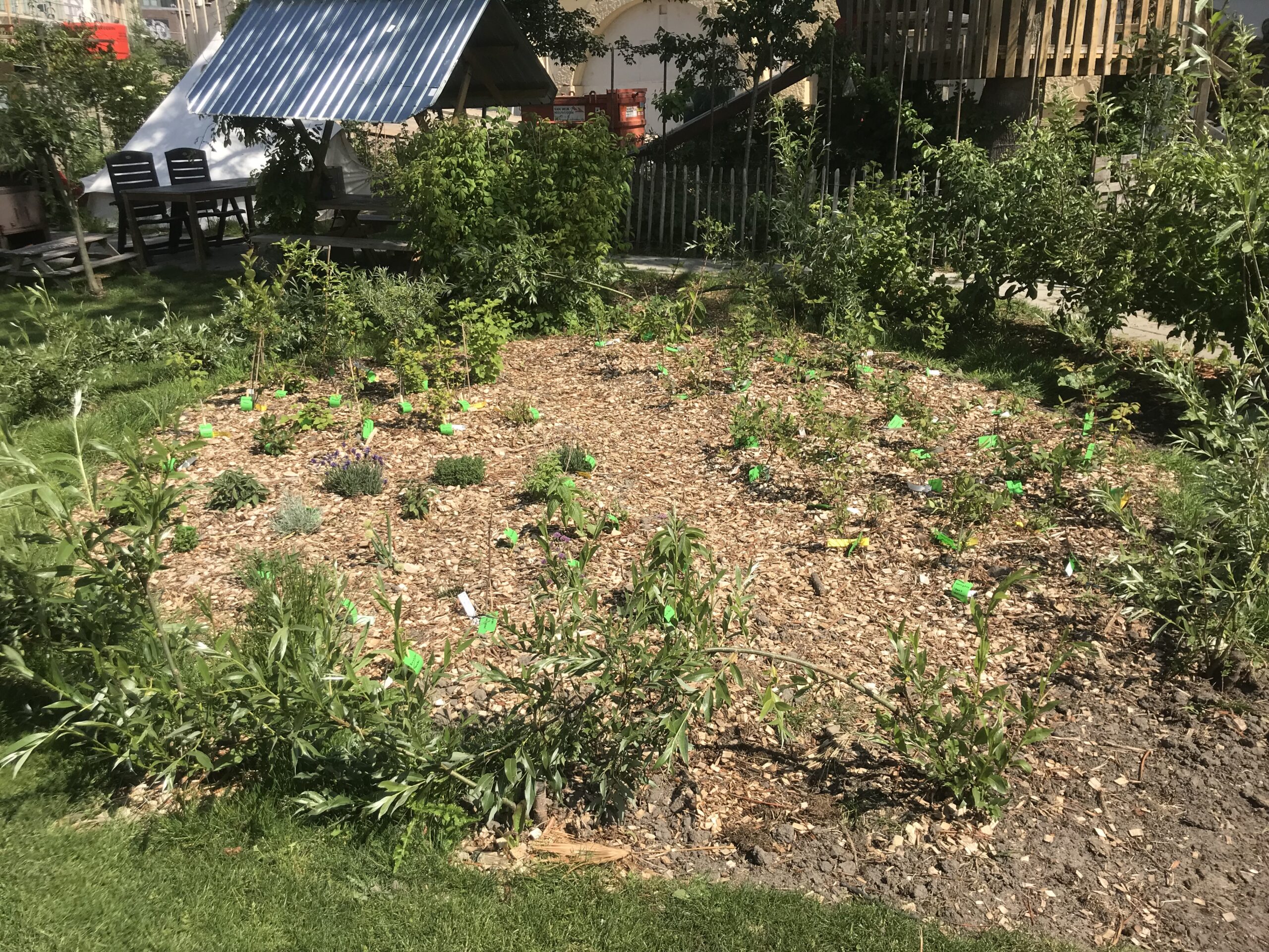 Mijn Eetbare Tuin Of Voedselbos Stekkers Planten Voor Je Eetbare