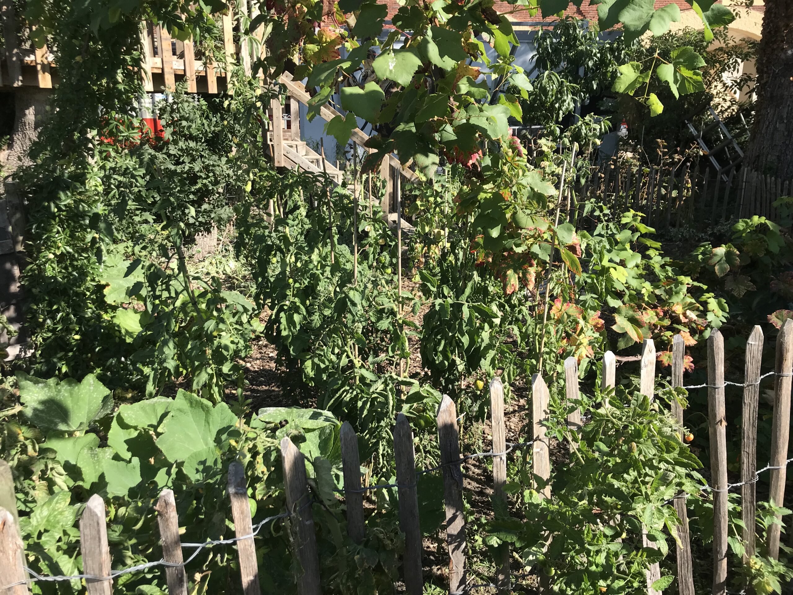 Mijn Eetbare Tuin Of Voedselbos Stekkers Planten Voor Je Eetbare