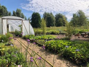 Home Stekkers Planten Voor Je Eetbare Tuin En Voedselbos