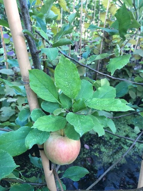 appel oogstappel