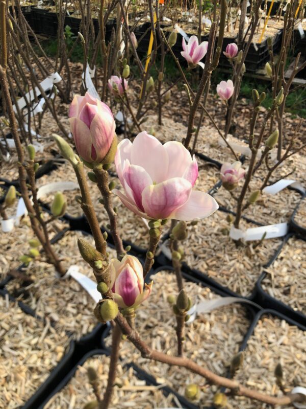 magnolia kwekerij stekkers utrecht